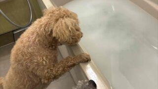 【呉市】ウルトラファインバブル給湯器でペットシャンプーも快適に！