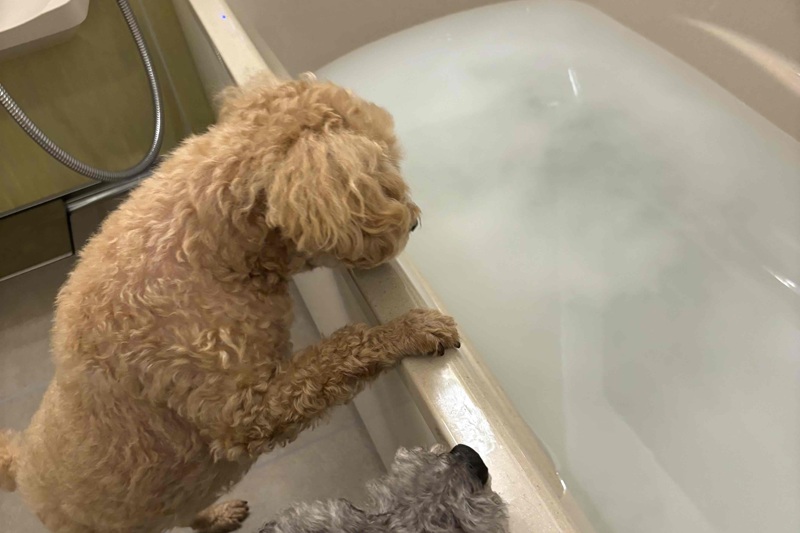 愛犬もウルトラファインバブルが大好きで、湯はりをすると集まってくる