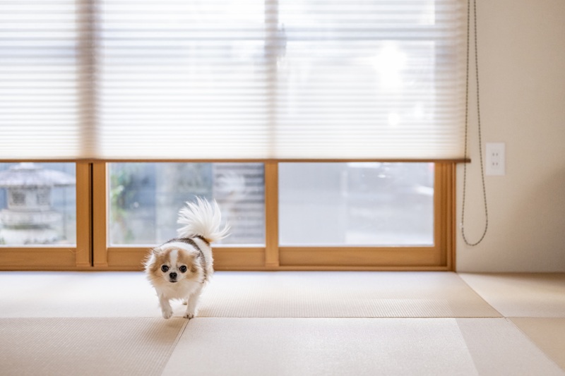 内窓はYKKAPのプラマード。断熱をしっかりしてワンちゃんも過ごしやすく。